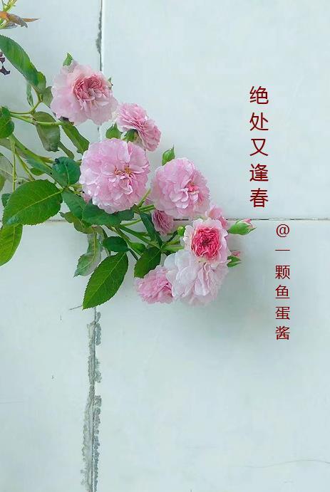 绝处逢生啥意思 绝处逢生啥意思