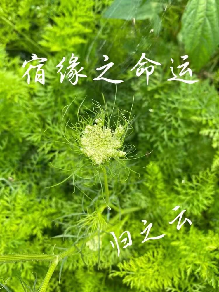 宿命和缘分有什么区别 宿命和缘分有什么区别