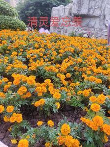 清灵爱忘羡动漫番外篇 清灵爱忘羡动漫番外篇